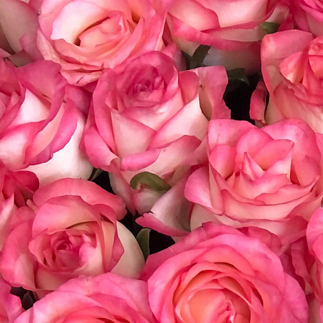 Букет из розовых роз Джумилия